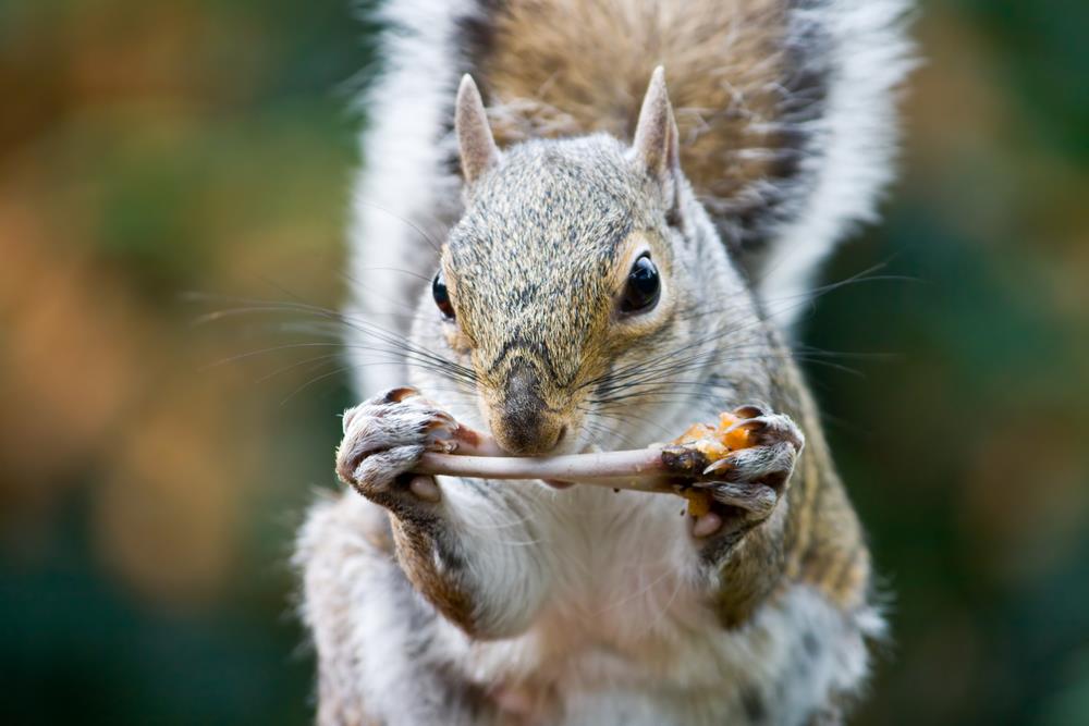 Gnawing squirrels are culprits at many crime scenes - In The Loop